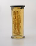 Taenia mediocanellata